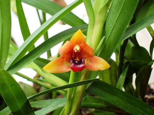 Maxillaria variabilis